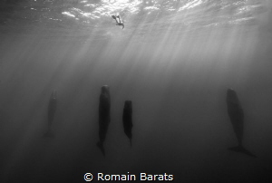 a lonely freediver and some spermwhale having a rest by Romain Barats 